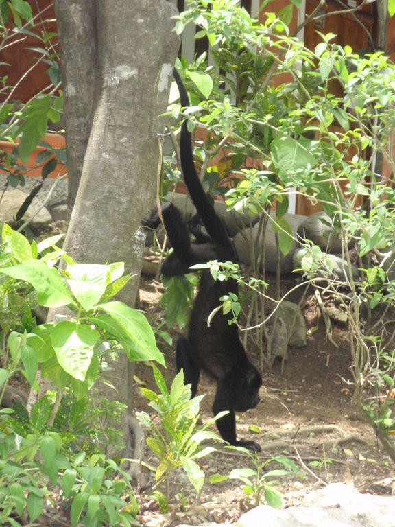 مال باييس Pachamama Tropical Garden Lodge المظهر الخارجي الصورة